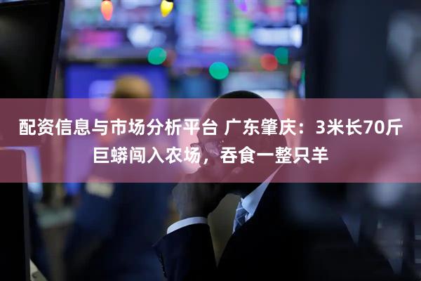 配资信息与市场分析平台 广东肇庆：3米长70斤巨蟒闯入农场，吞食一整只羊